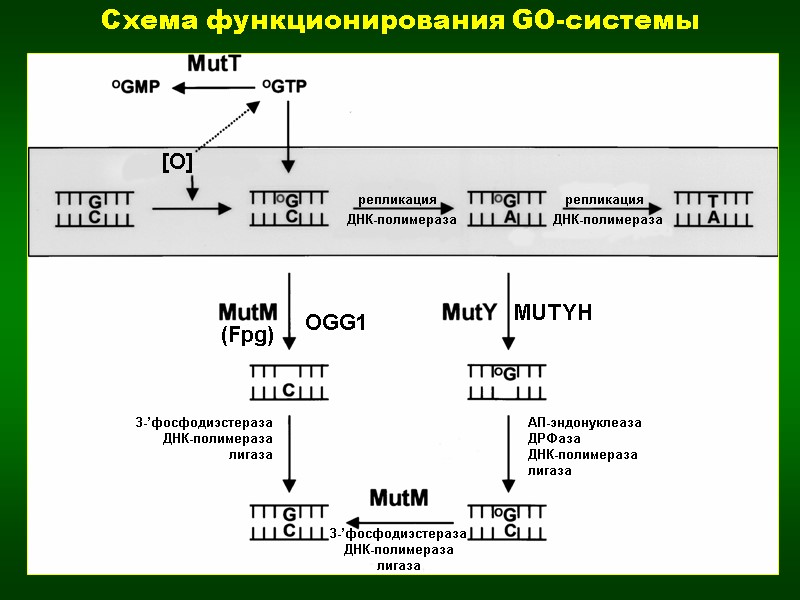 Схема функционирования GO-системы (Fpg) OGG1 MUTYH